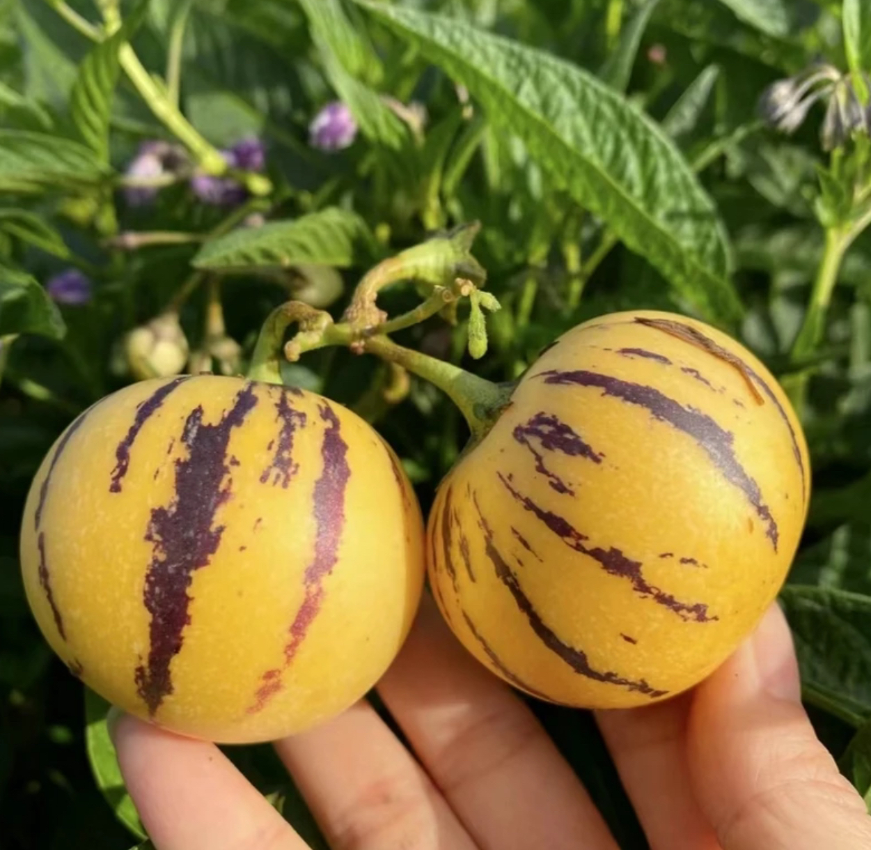 【助农！树上熟人参果】云南石林人参果新鲜水果黄肉圆果低糖水果TZ