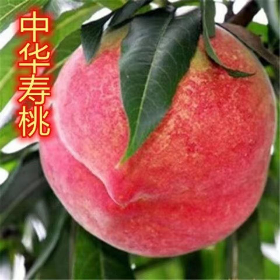 中华寿桃嫁接精品苗大果耐寒盆栽地栽南北方种植桃