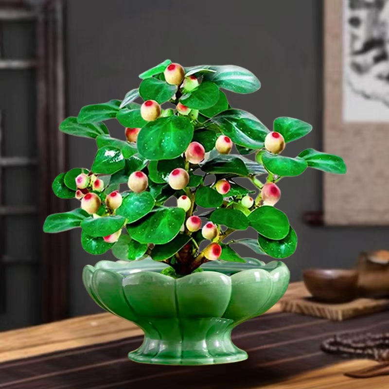 【今日特价 带盆带土】菩提盆栽带果老桩菩提树盆景禅意办公室植物
