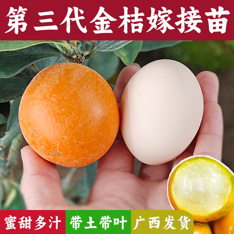 金桔树苗正宗广西第三代蜜甜大果嫁接庭院盆地栽脆皮滑皮桔子果木