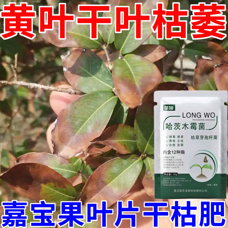 嘉宝果叶尖枯焦专用微生物菌剂黄叶干叶枯萎叶斑病炭疽病用水溶肥