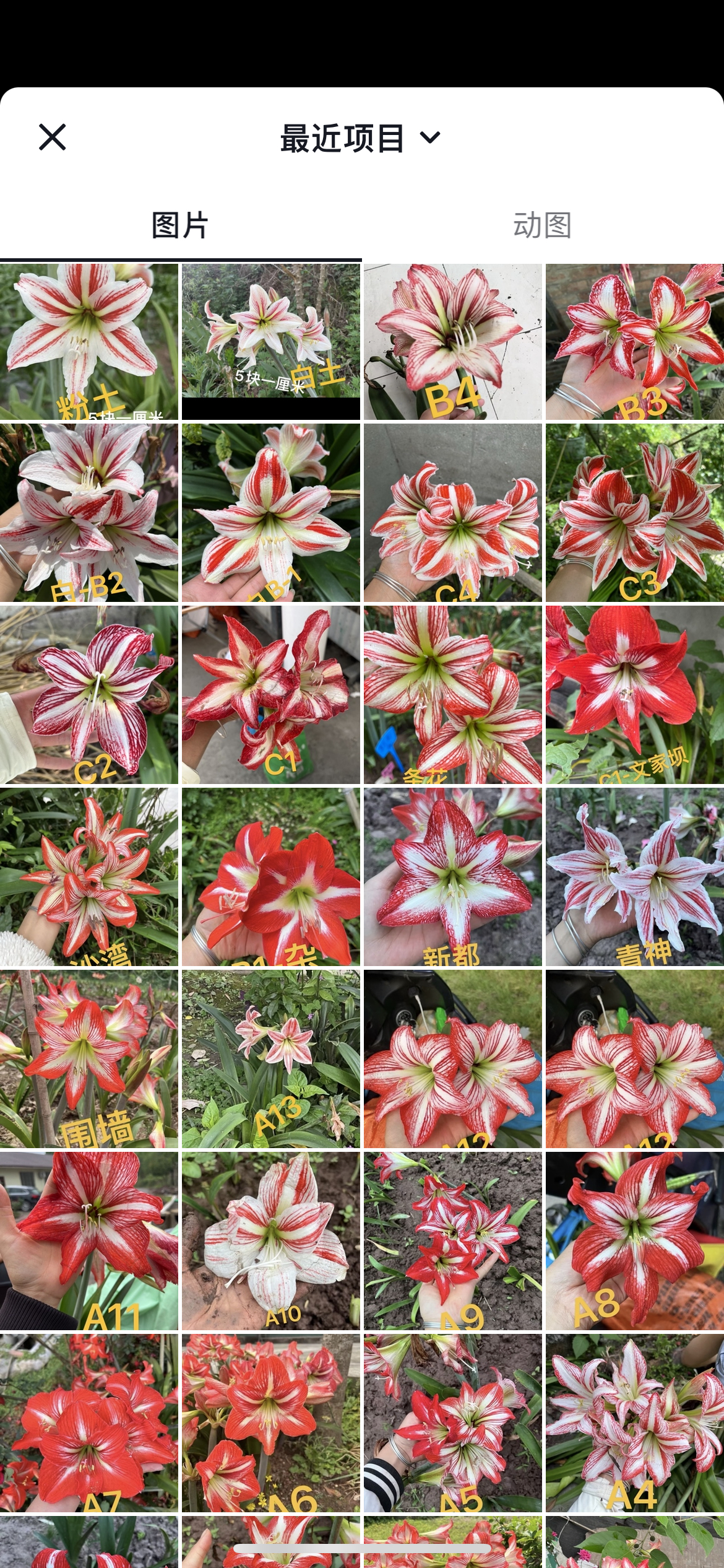 各种颜色土朱朱顶红川女坨子川女红狮成都粉土朱顶红