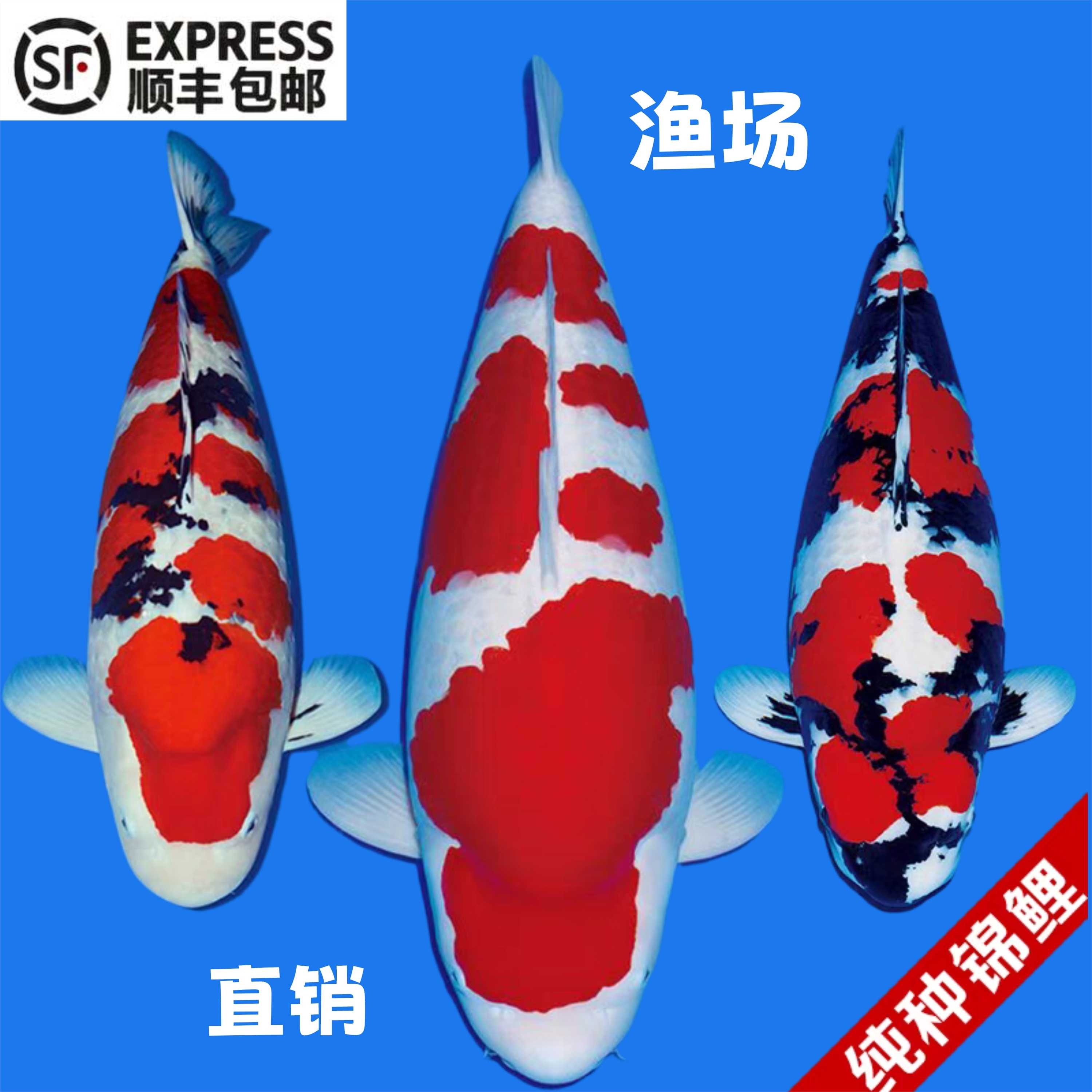 纯种进口锦鲤鱼红白大正三色昭和锦鲤鱼活体大型观赏鱼苗好养耐活