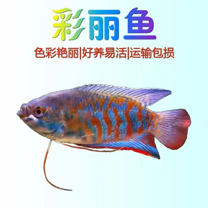 招财丽耐寒冷水鱼淡水鱼宠物活鱼小型观赏鱼好养耐活