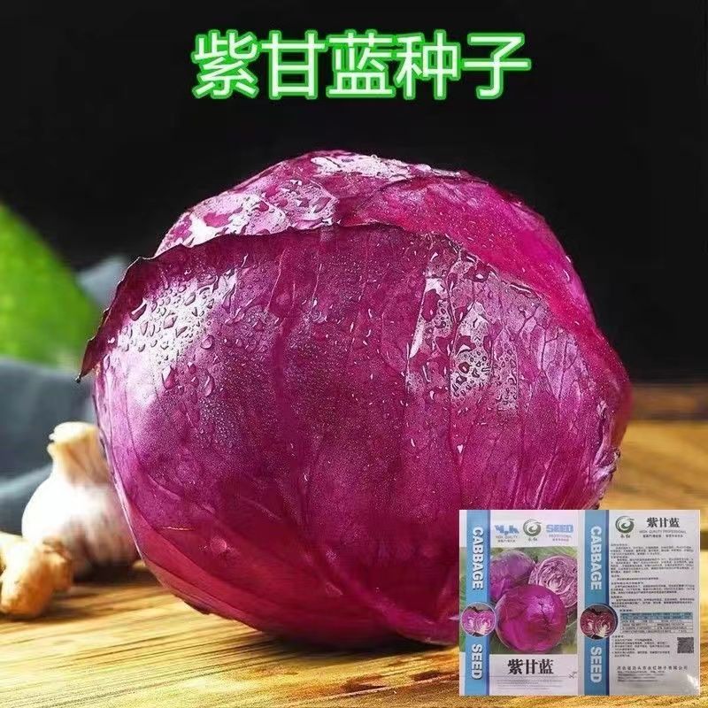 优质新品紫甘蓝菜种子紫色卷心菜紫包菜凉拌菜脆甜阳台蔬菜种子大
