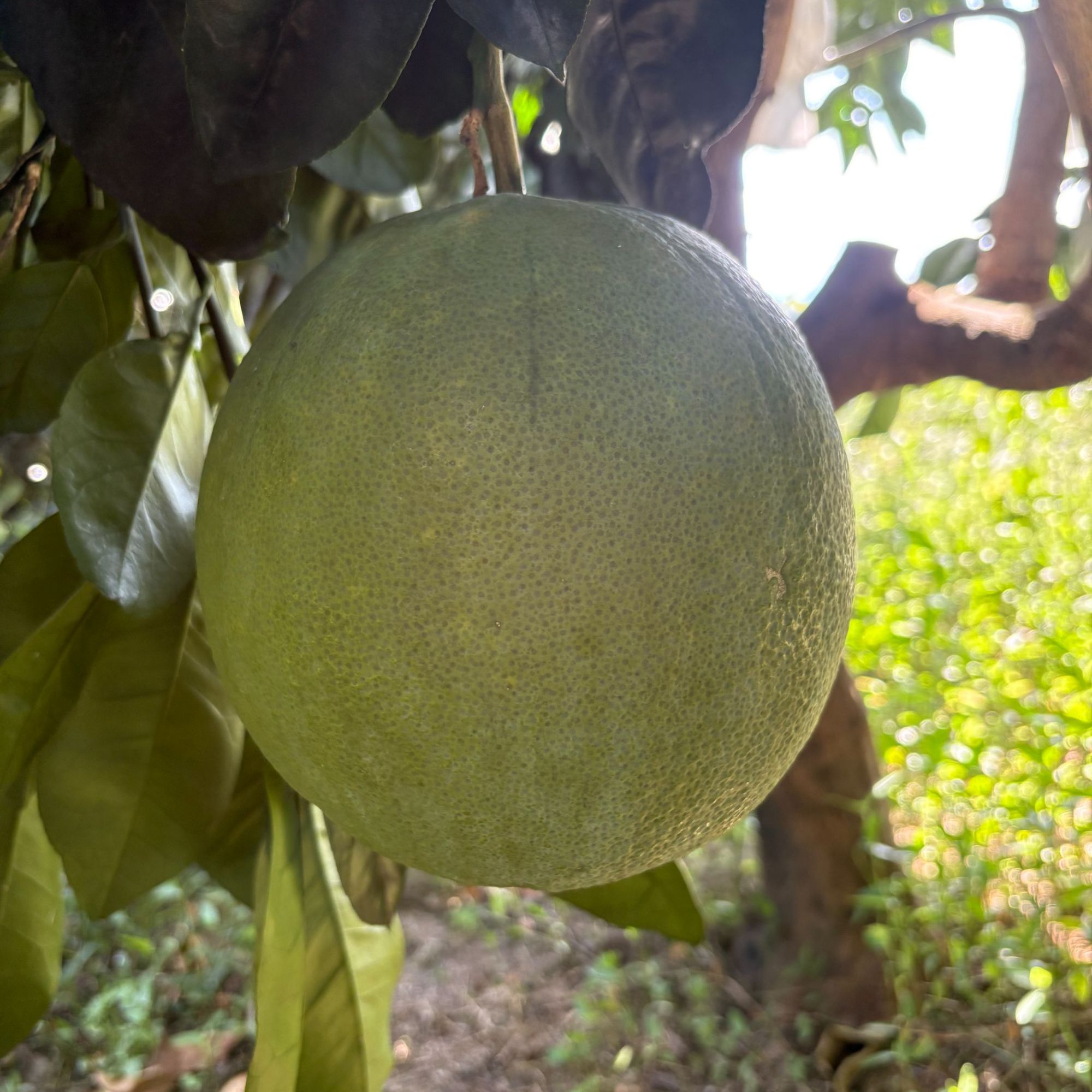 泰国金柚西施柚当季新鲜水果青皮红心柚鲜甜爽口柚子