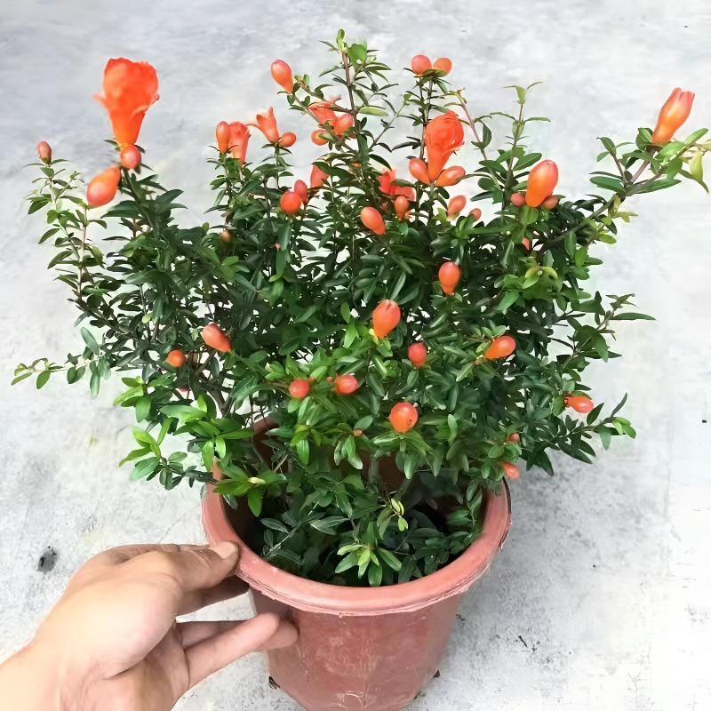 潮汕石榴花苗观赏石榴树盆栽老桩室内客厅绿植四季好养易活平安树