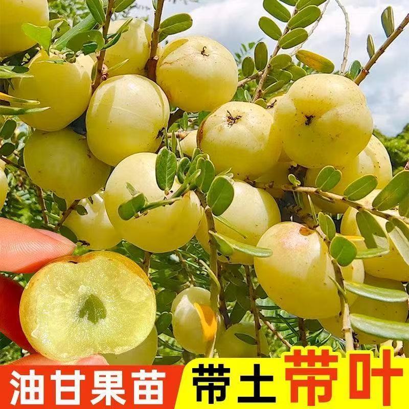 甜油甘果树苗嫁接高产矮化耐寒南北方盆地栽种植果树苗