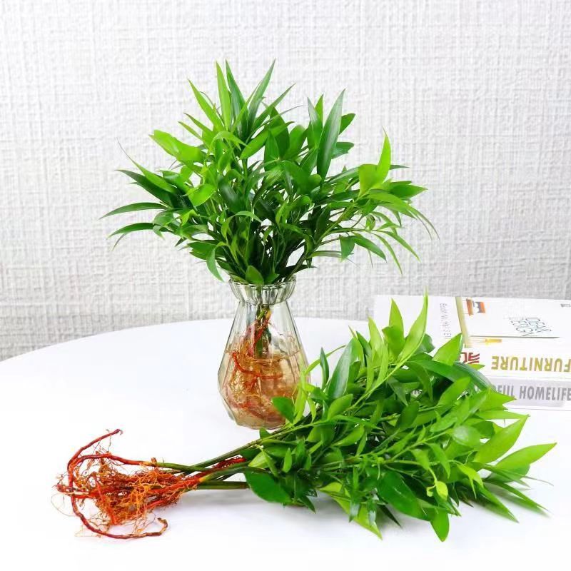 【新疆西藏包邮】四季常青竹柏驱蚊竹盆栽水培植物室内绿植花卉盆栽