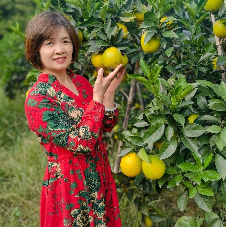 正宗赣南脐橙赣州正宗脐橙新鲜采摘橙子江西赣南柑橘