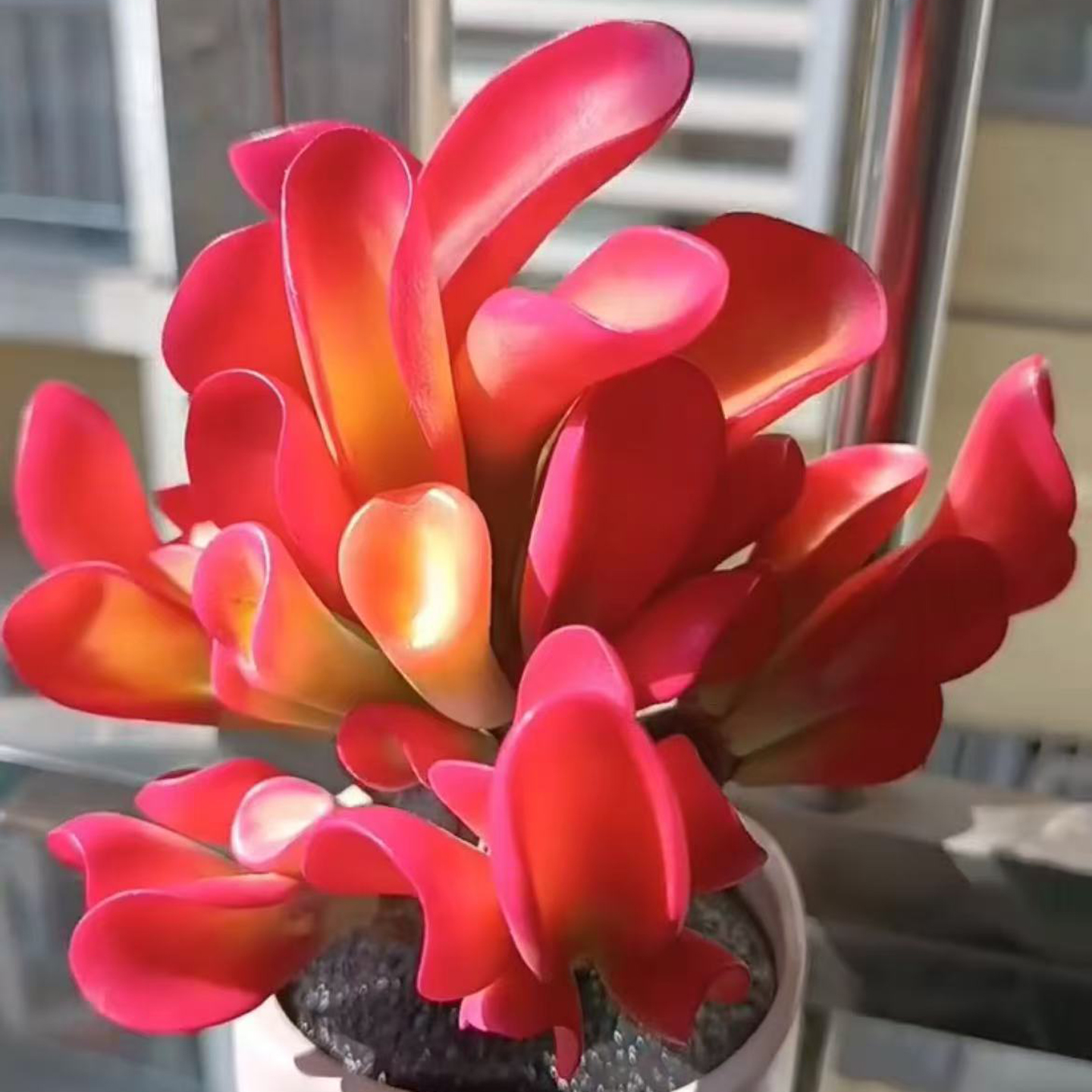 大盆火焰红火狐狸多肉植物办公室内花卉盆栽阳台防辐射好养活