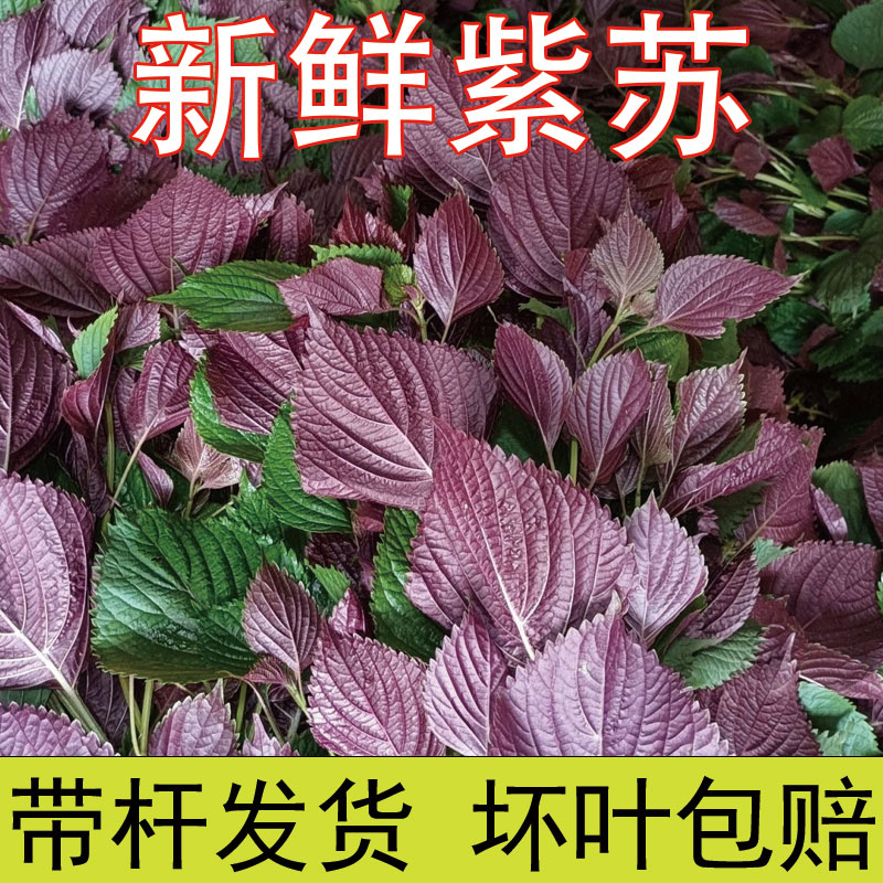 新鲜现摘紫苏紫苏叶食用鱼虾可去腥香料鱼生紫苏叶带长杆发货
