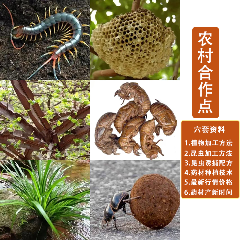 【共6套学习资料】农村代收点名额  山货采收加工方法工具书