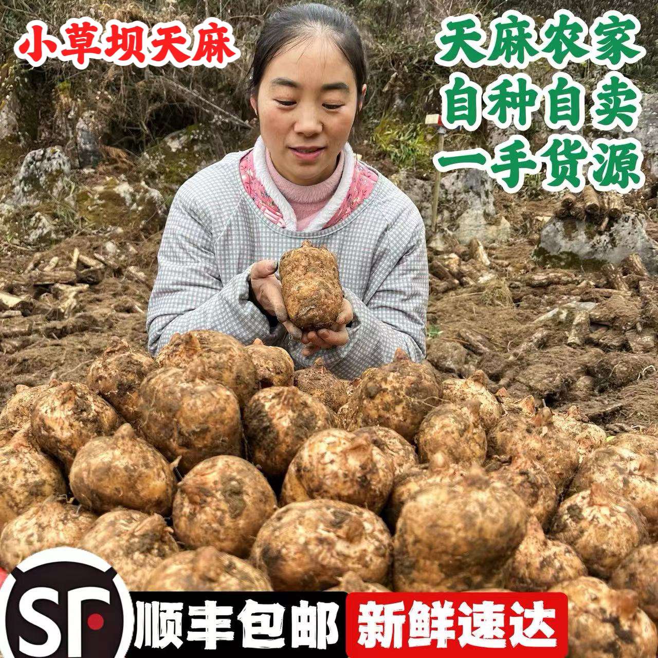 [顺丰]原产地云南昭通小草坝新鲜麻深山正宗乌麻1斤5斤正品包邮