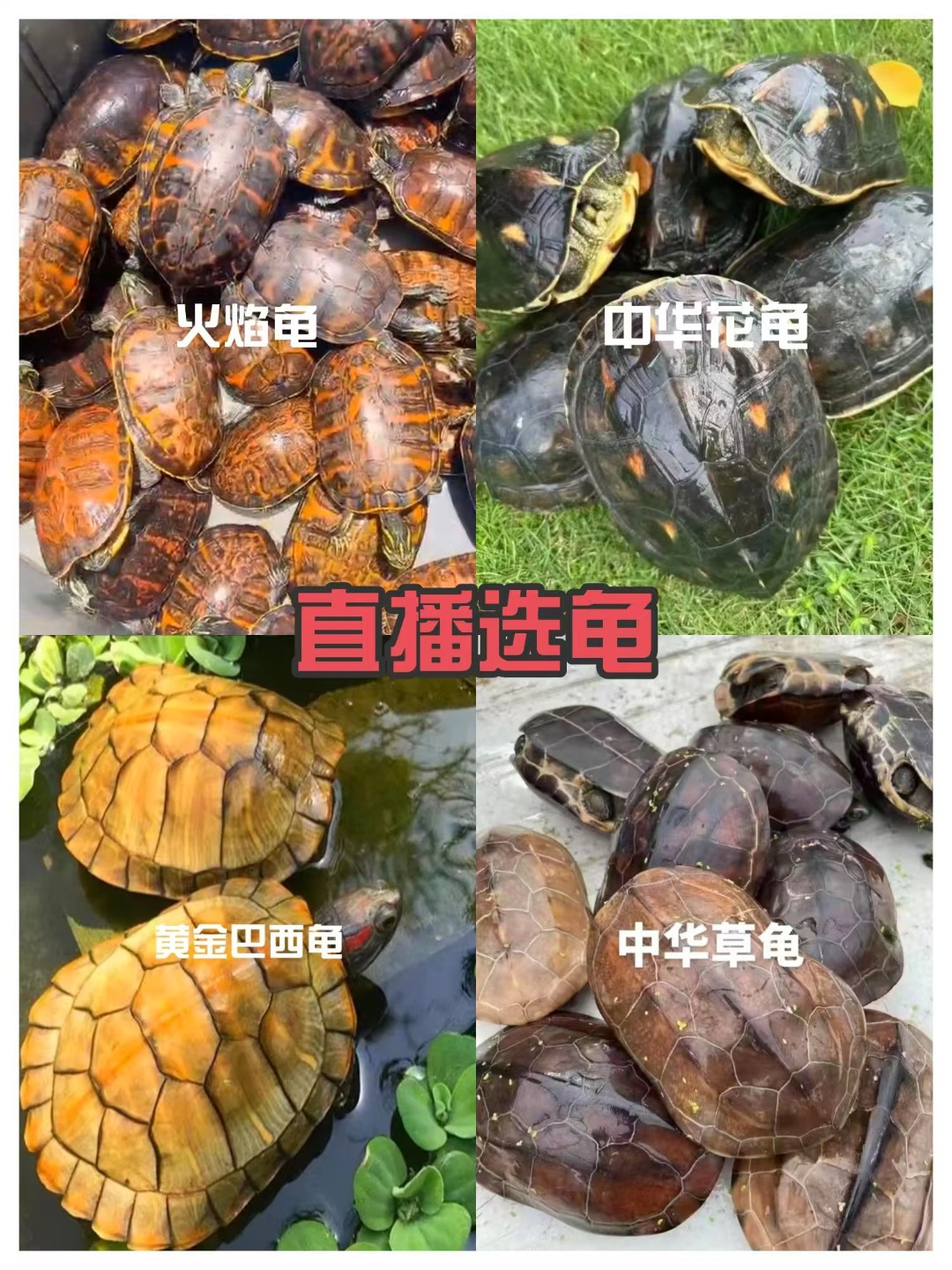 直播选龟外塘冷水火焰龟，包邮包活包健康到家！无开箱视频不售后！