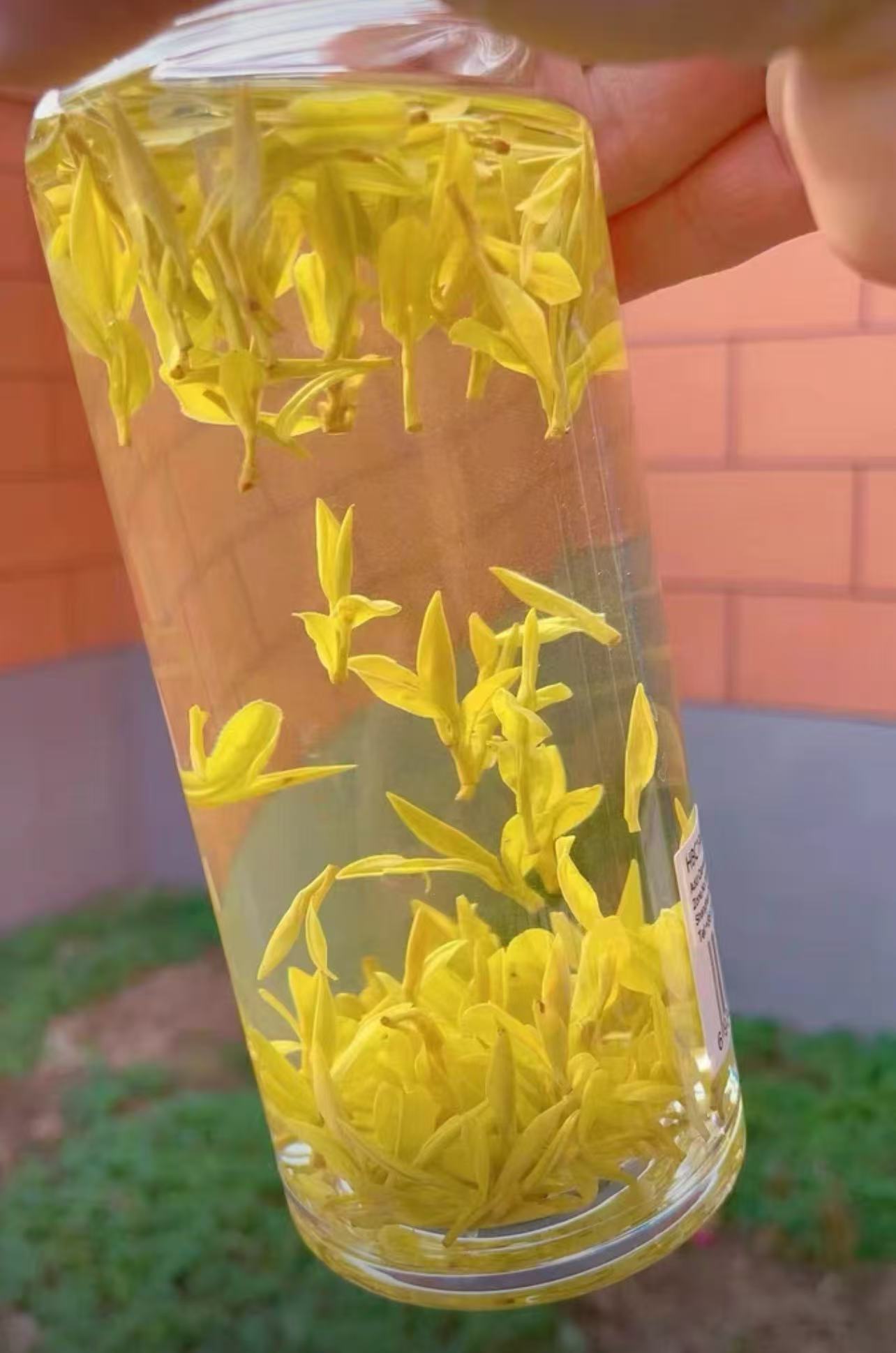 2025年新茶安吉特产高山黄金芽茶农自销铁罐包装