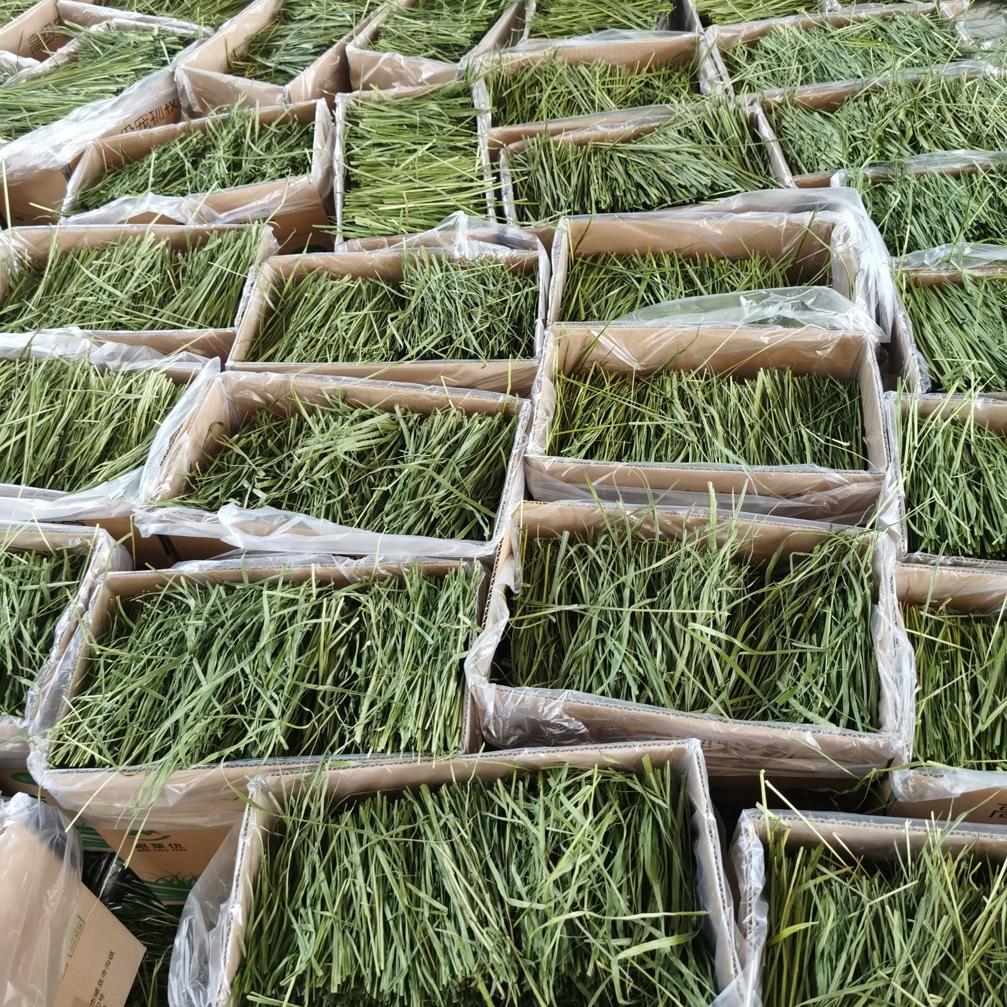 2025年新草优质烘干提摩西草兔粮豚鼠饲料荷兰猪提摩西草干草