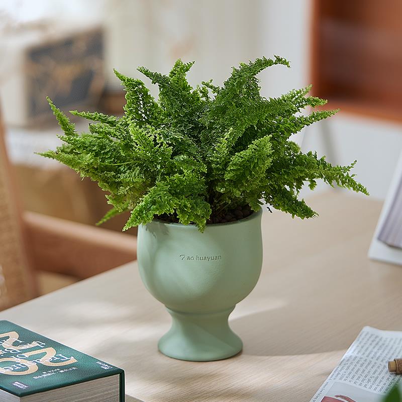 【送给小仙女】棉花糖蕨蕾丝蕨盆栽室内耐阴植物浴室洗手台盆栽