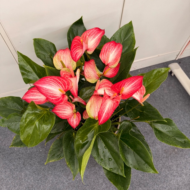 小盆 红利维姆   荷兰安祖进口中型彩掌    叶子有正常老化斑点