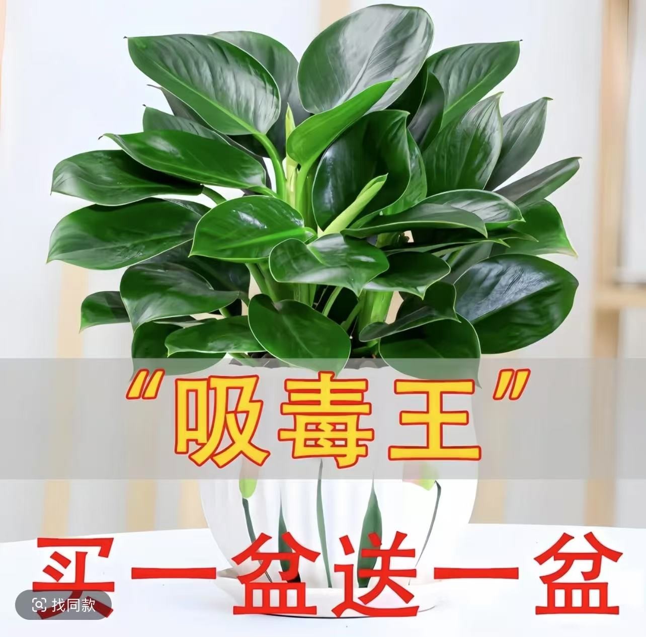 大叶金钻盆栽室内绿公主四季常青好养植物吸甲醛净化空气特色绿植