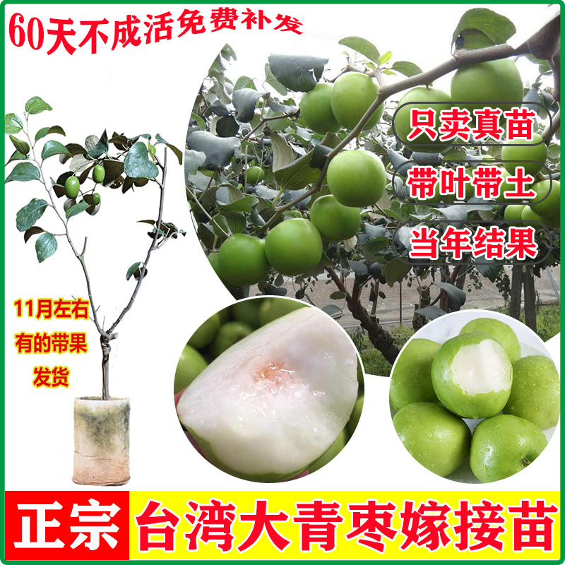 苹果枣大青枣牛奶枣树苗庭院盆栽嫁接果树当年开花结果带土带叶发