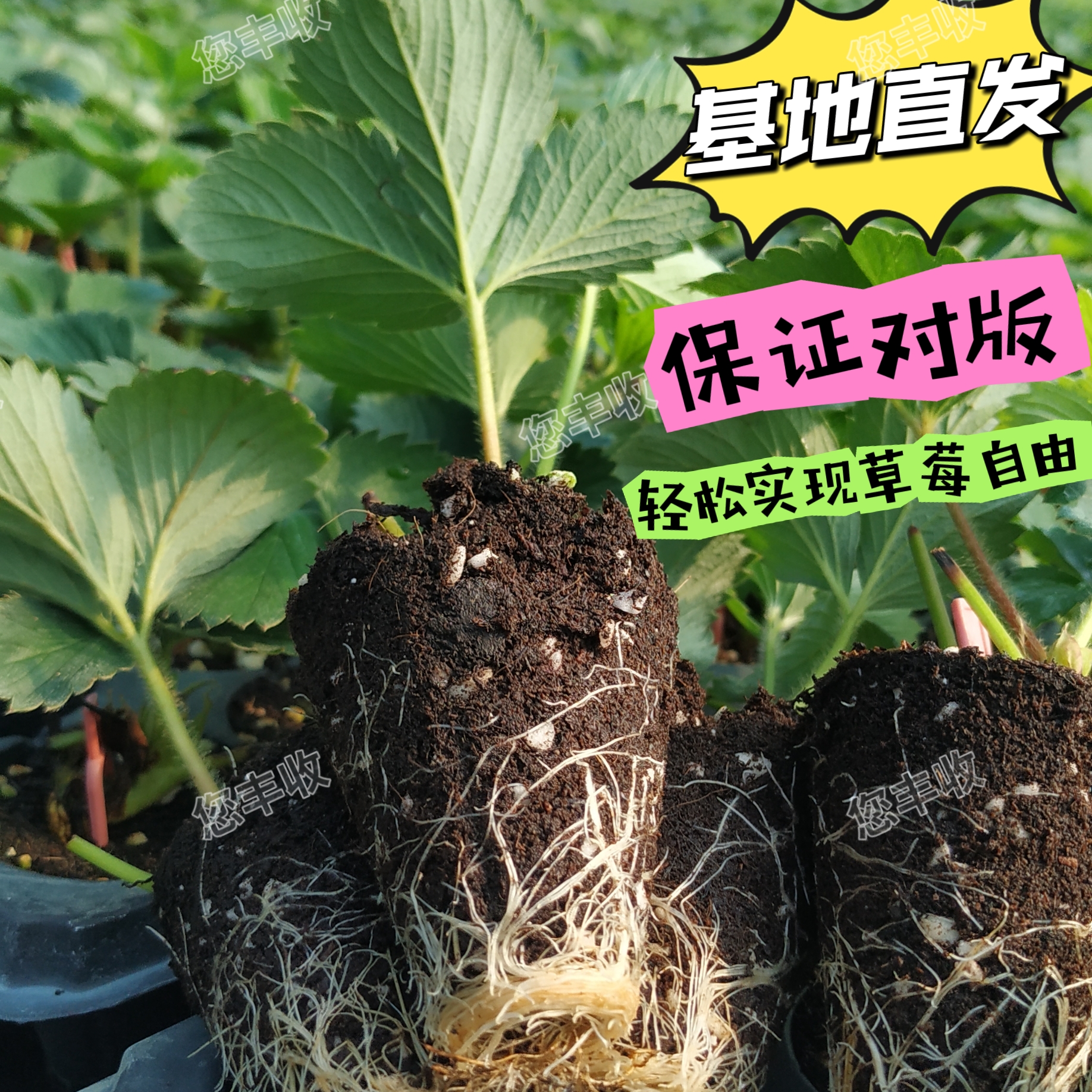 您丰收草莓家庭阳台园艺穴盘苗当季精选好养活（不用于农业生产）