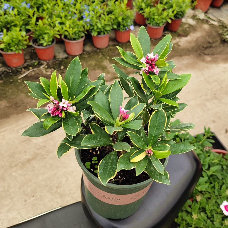 金边瑞香 盆栽花苗 办公室客厅芳香花卉庭院耐寒耐冻绿植净化空气