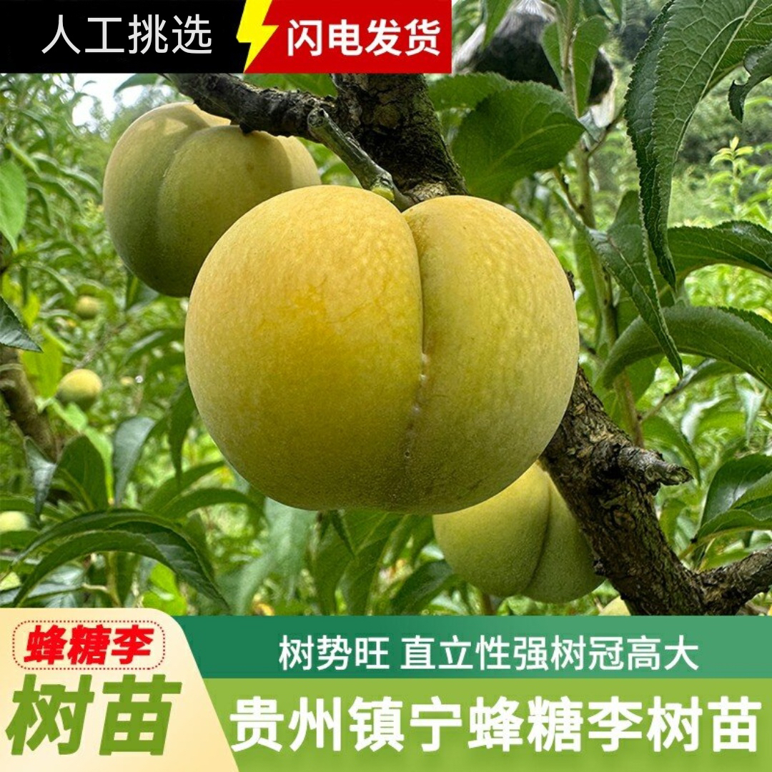 正宗贵州蜂糖李树苗现挖现发根系发达特产