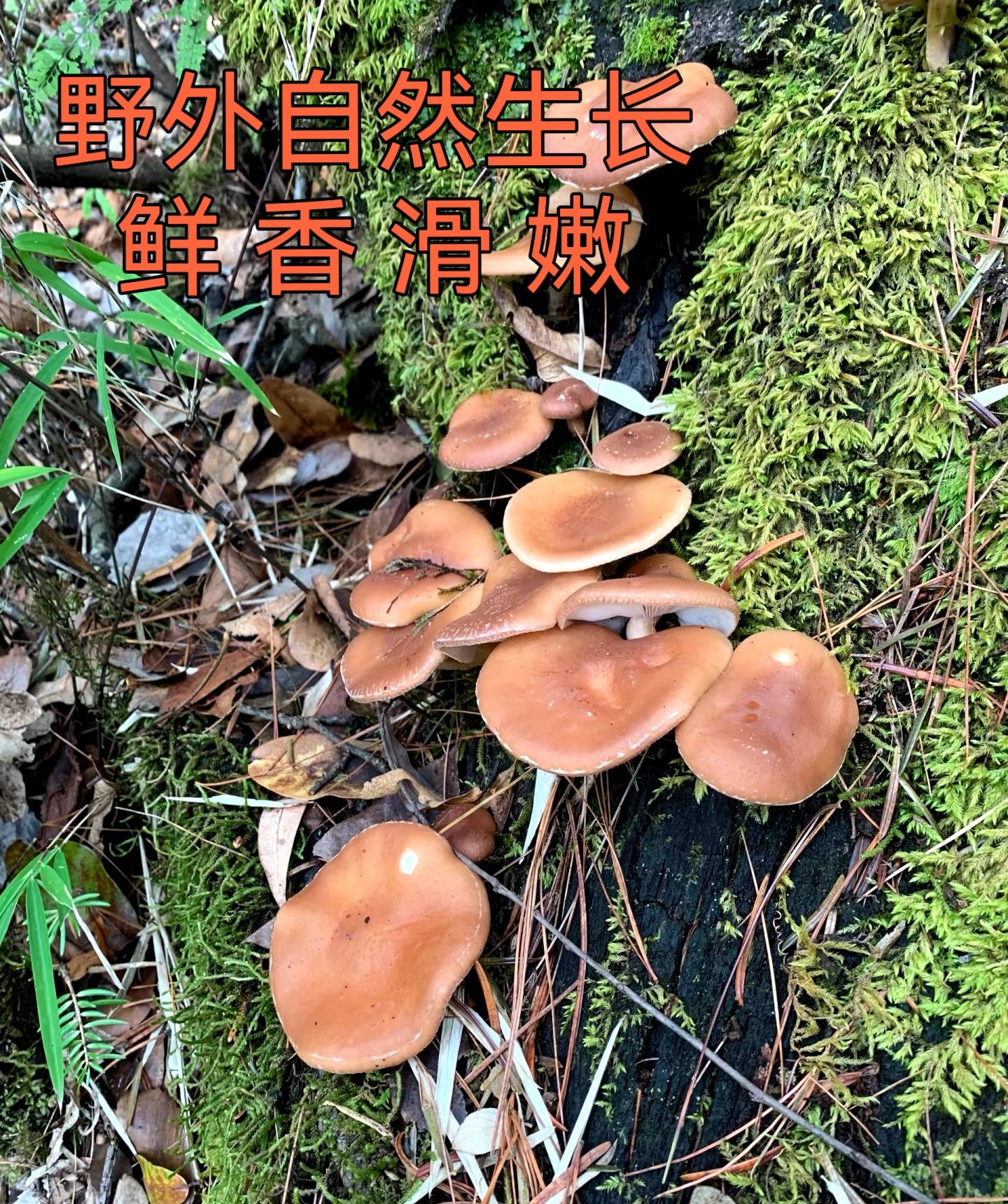 云南大山 [小香 蕈 干香菇]野外自然生长 鲜香 滑嫩 大自然的馈赠