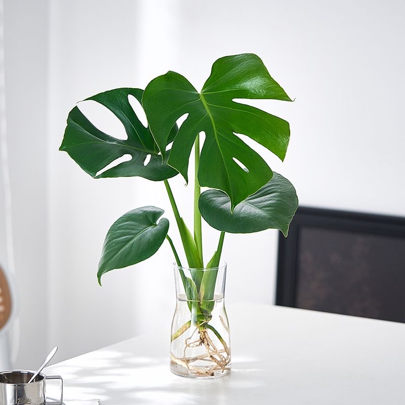 水培龟背竹植物室内好养绿植老桩客厅大叶盆栽北欧风净化空气好看