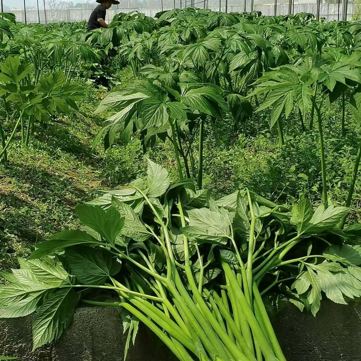 咸草王神仙草长寿菜 新鲜嫩叶老叶茎叶可榨汁养生蔬菜