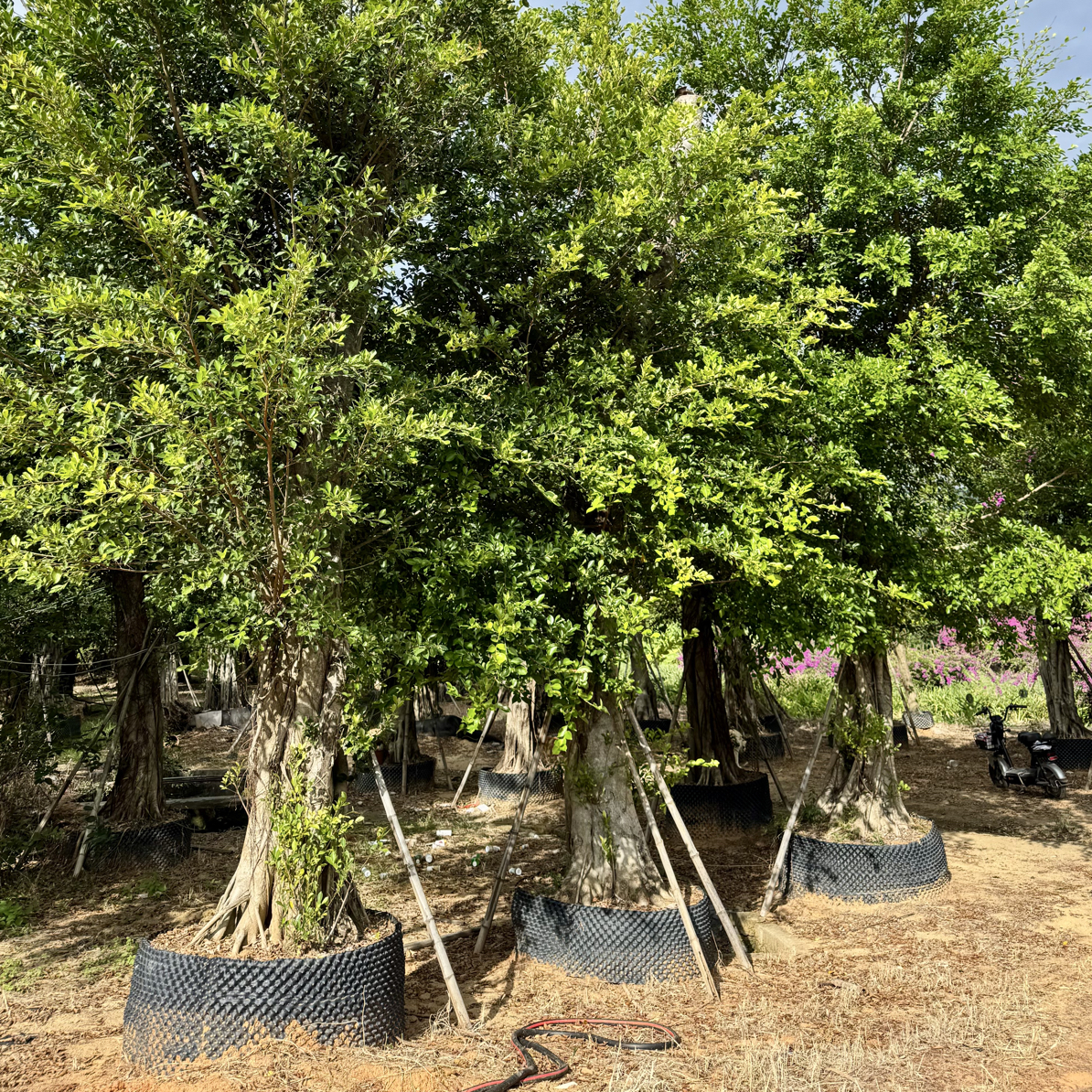 榕树小叶榕气根榕独木成林四季常青土球发货绿化树