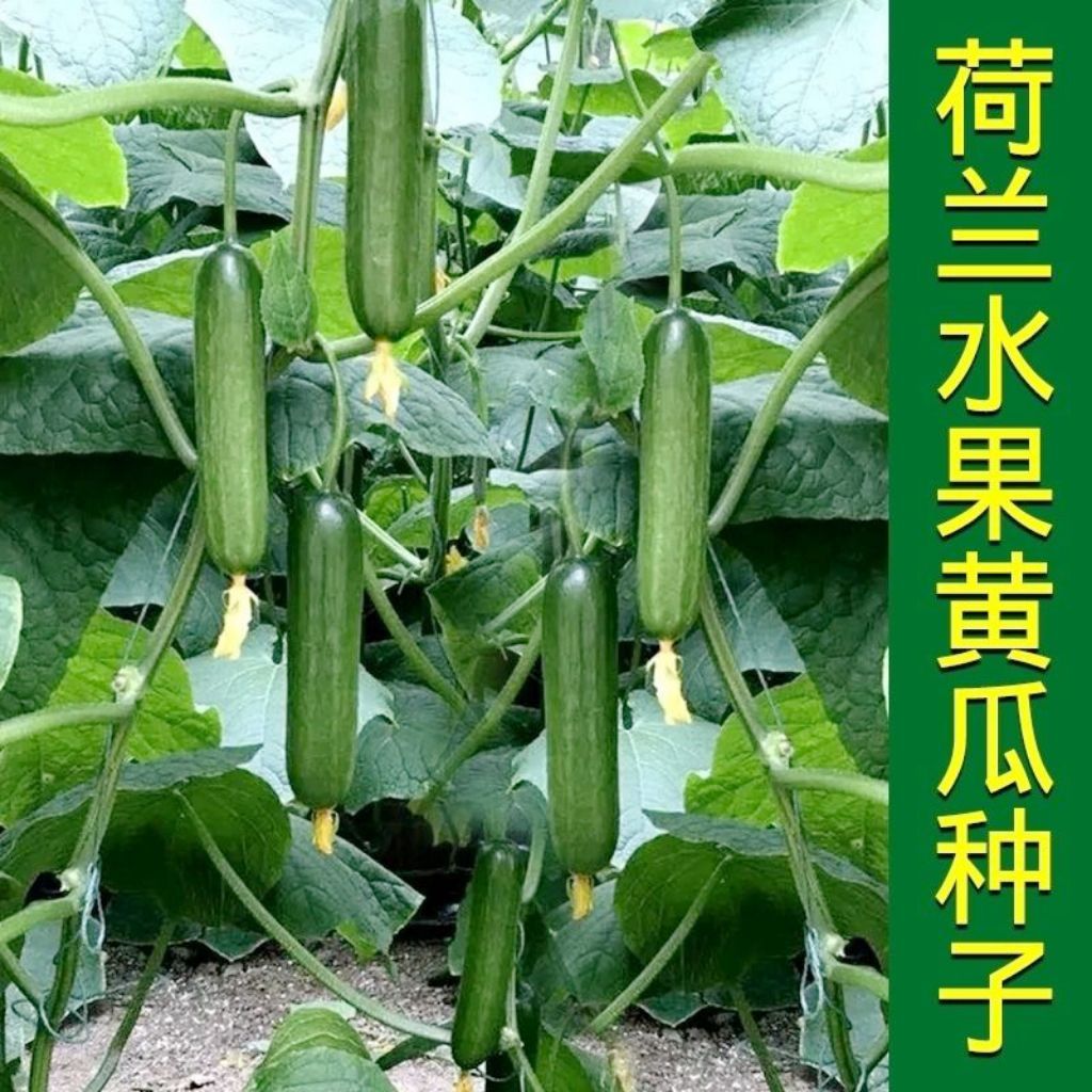 无刺荷兰水果黄瓜种子坐果多春季地栽盆栽阳台蔬菜原装小黄瓜种籽
