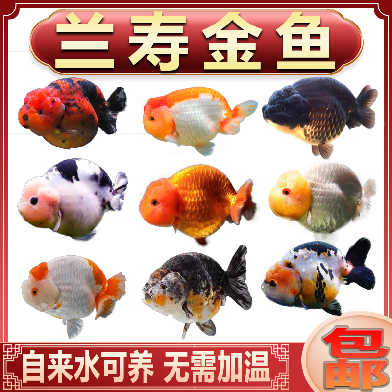兰寿金鱼活鱼精品纯种潘氏兰寿活体观赏鱼小金鱼练手兰寿鱼小鱼苗