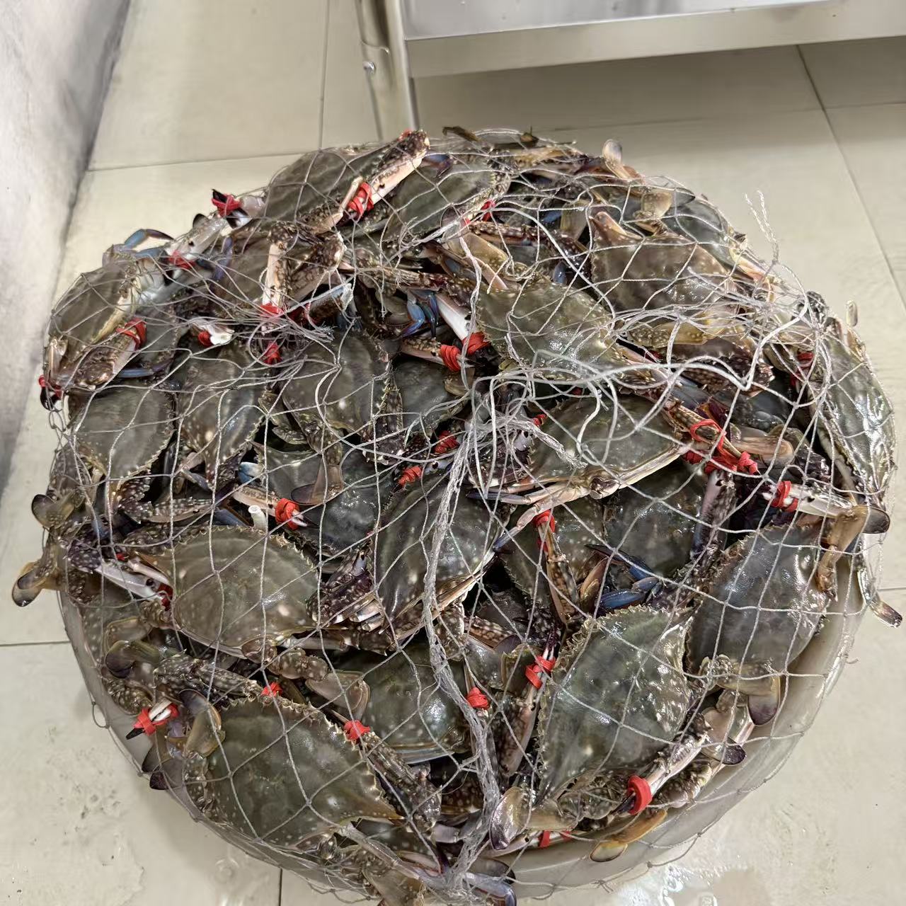 东港中公梭子蟹9成肥每只3-4两3只/斤产地直发【保鲜不保活】