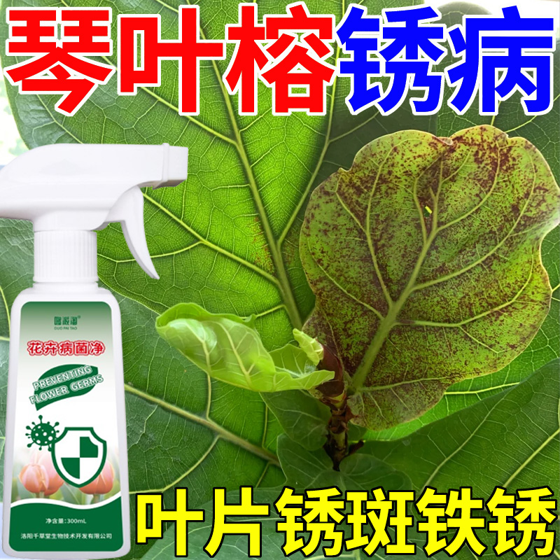琴叶榕锈斑病急救营养液肥料叶子锈斑铁锈叶斑落叶专用绿植病害清