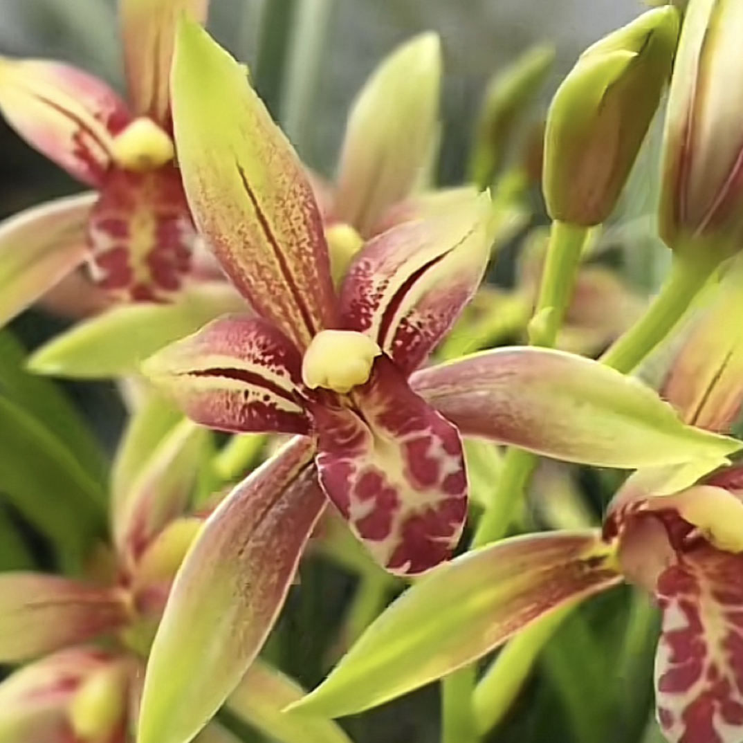 小国魂逸红双娇（建兰，香气浓郁，花期长）兰花兰花盆栽兰草客厅室内