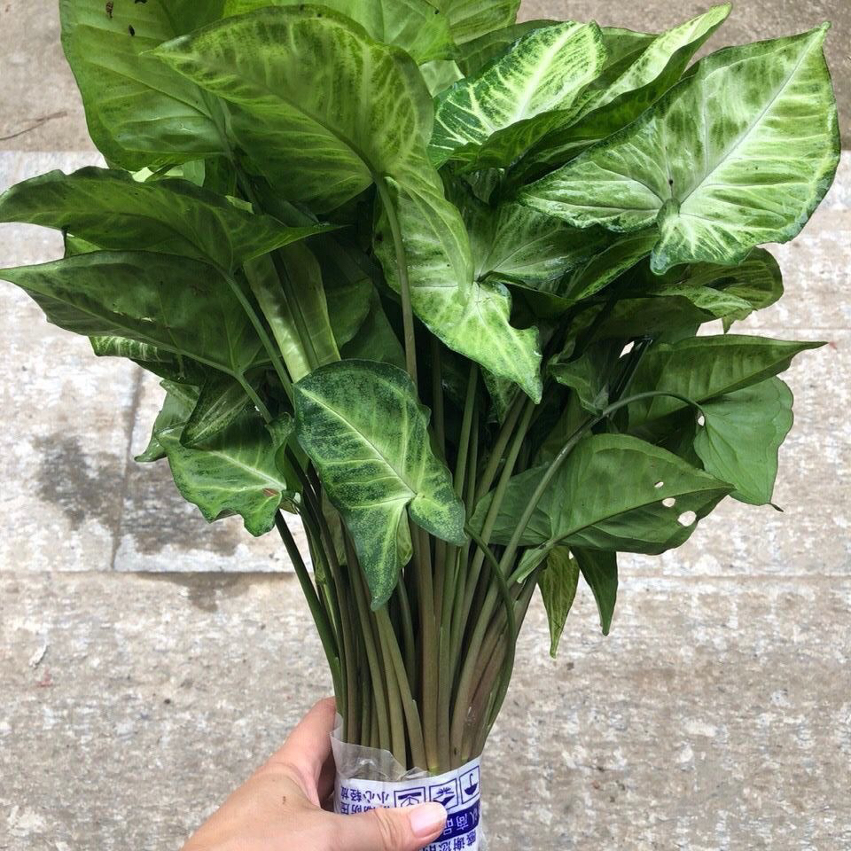 合果芋绿植盆栽盆栽室内绿植客厅装饰净化空气吸甲醛水培好养