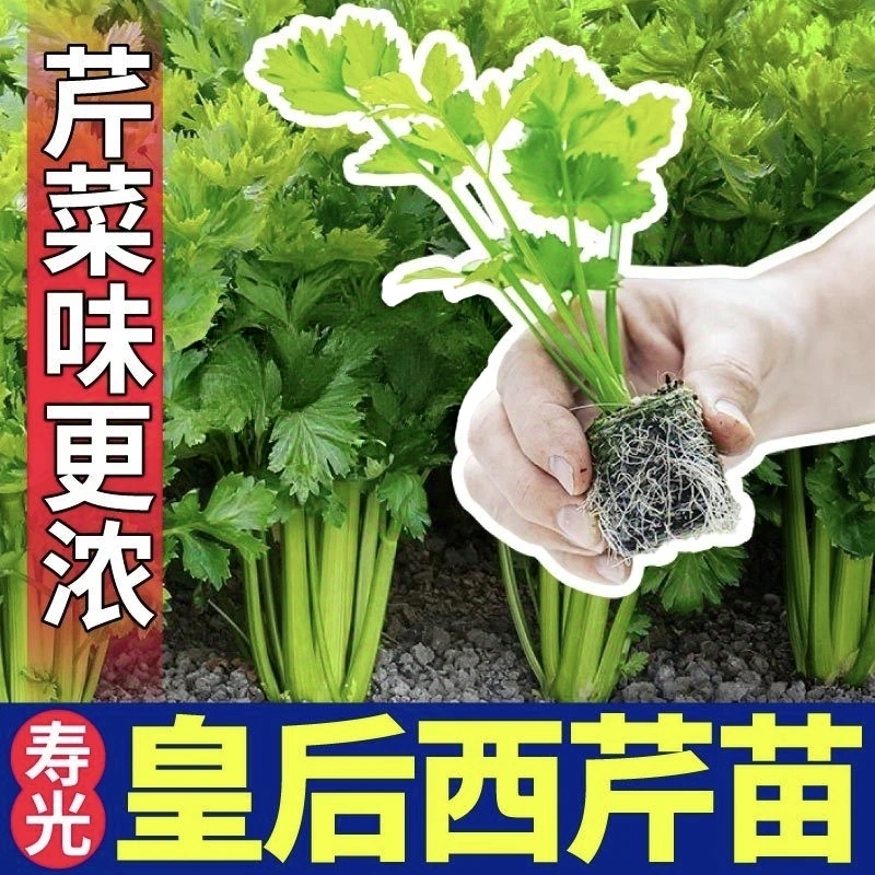 寿光现挖【法国皇后芹菜苗】可以掰着吃的大肉芹脆嫩无丝好种植