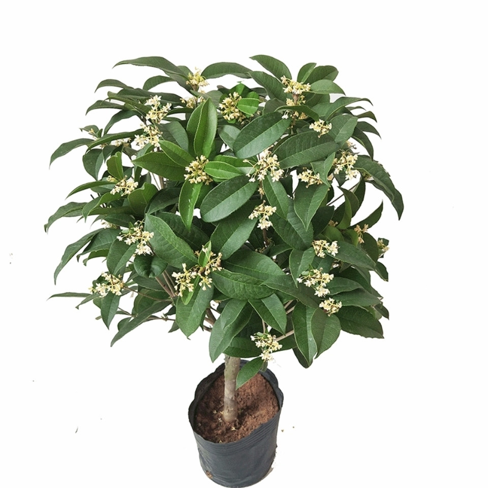 庭院四季开花植物桂花树苗四季桂金桂浓香花卉耐寒室内外盆栽地栽