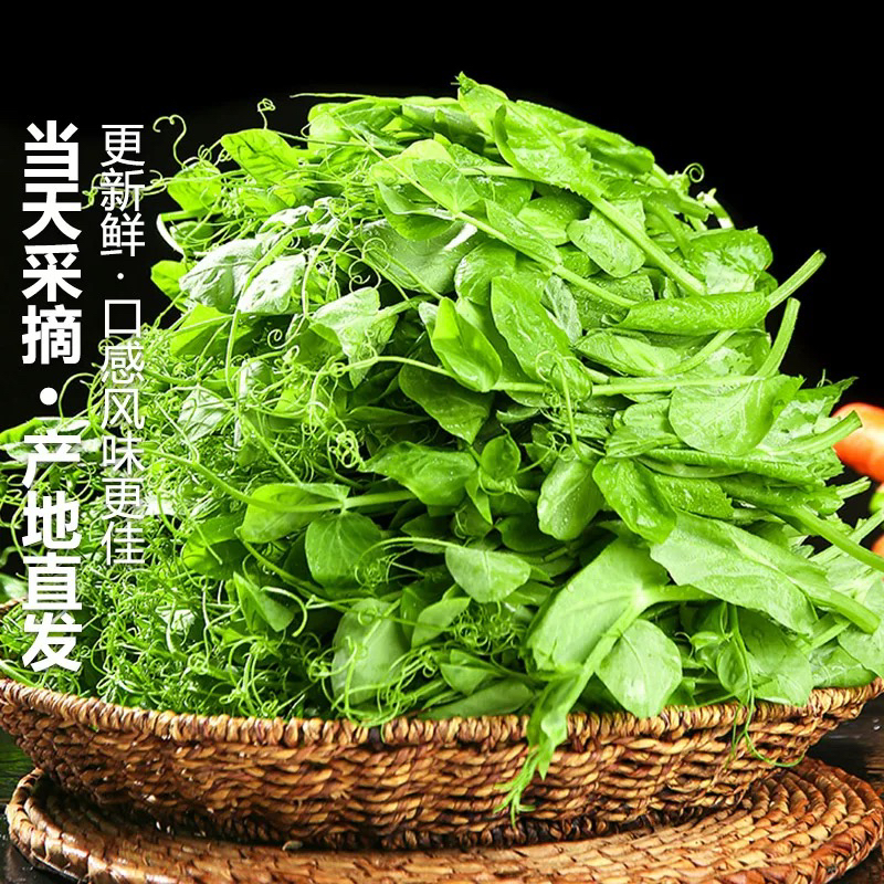四川现摘豌豆尖新鲜蔬菜豌豆苗嫩豌豆尖2025上新