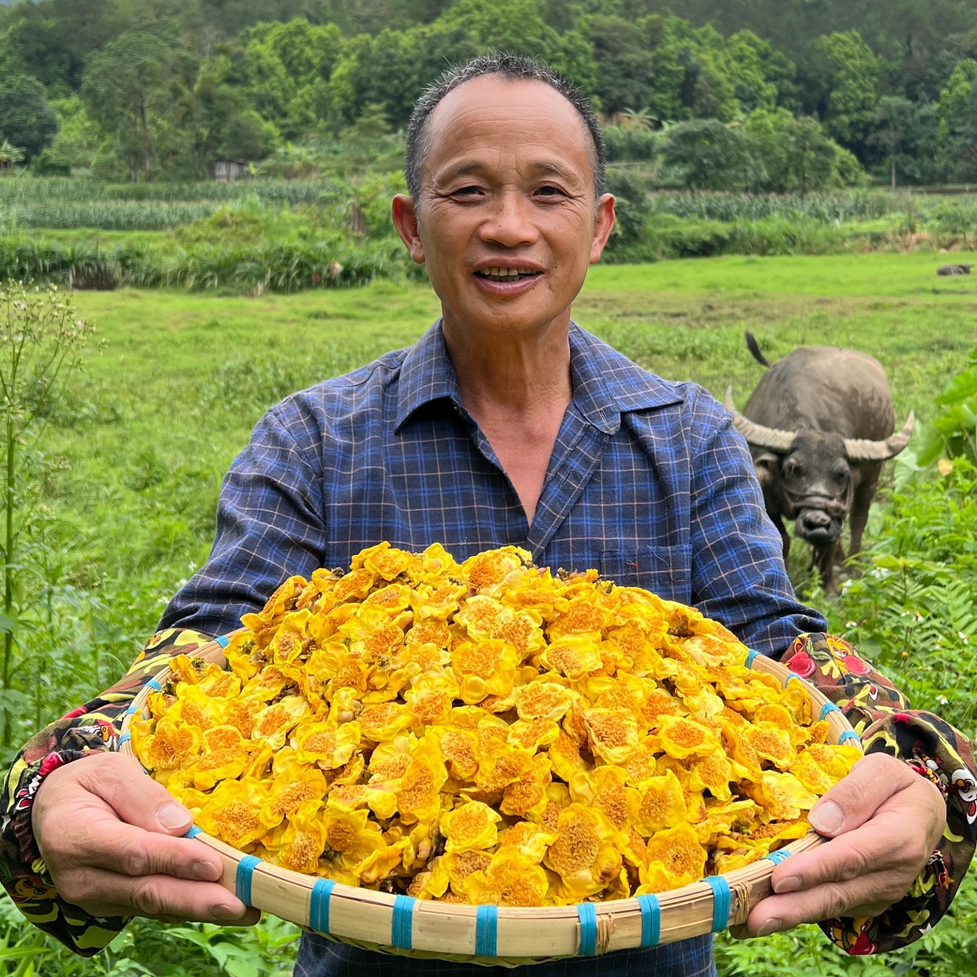 康仔同款农人金花茶广西防城港金花茶烘干花防城正宗金花茶冲泡