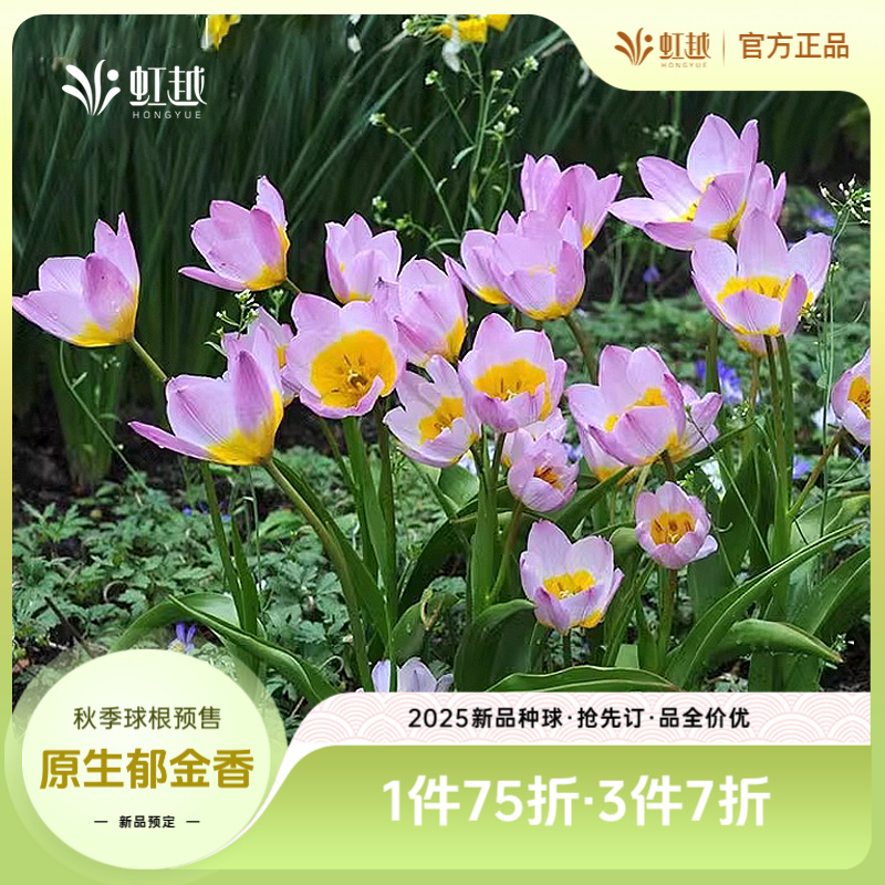 HONGYUE/虹越进口原生郁金香种球根花卉易养易复花可盆栽地栽耐寒