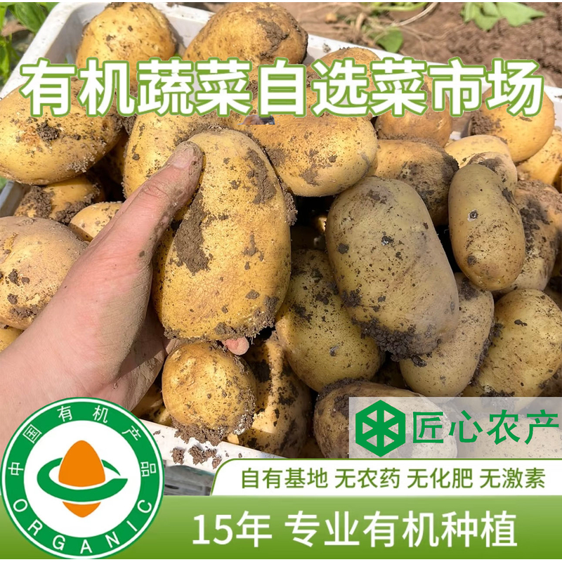 陕北沙地有机农场自产 有机方式种植品黄皮黄心土豆 新鲜沙糯粉面