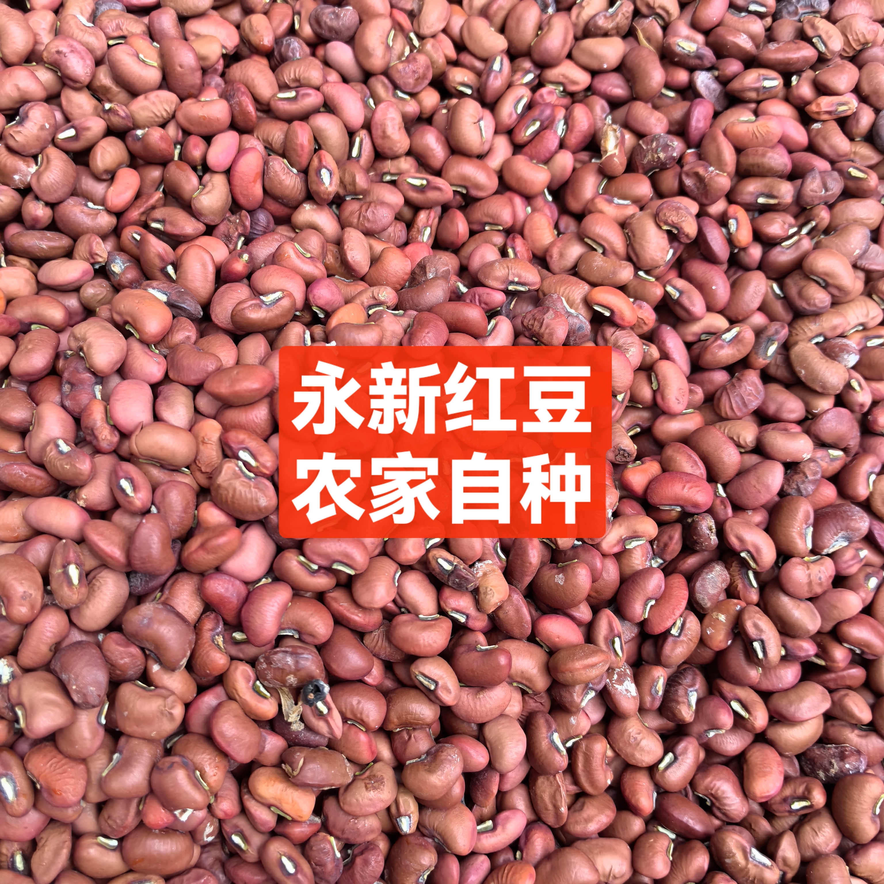 【红豆】永新农家自种