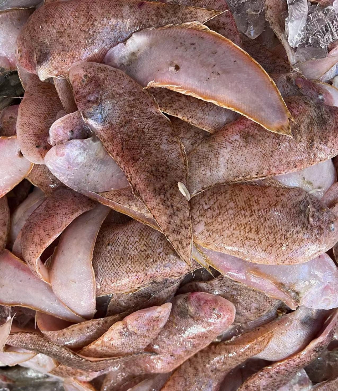 广东惠来神泉港 内脚厚肉小龙舌鱼 先煎外酥里嫩，小朋友最爱。