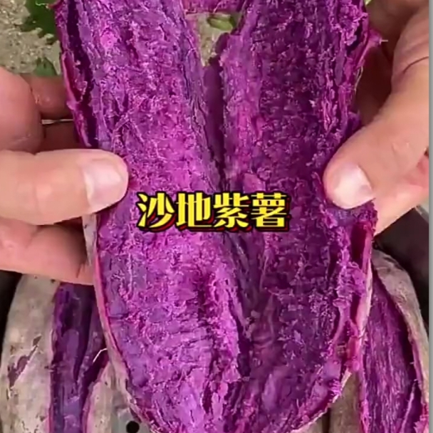 湖北省枣阳市沙地紫薯紫罗兰地瓜现挖番薯蜜薯粉糯粗粮蔬菜当季