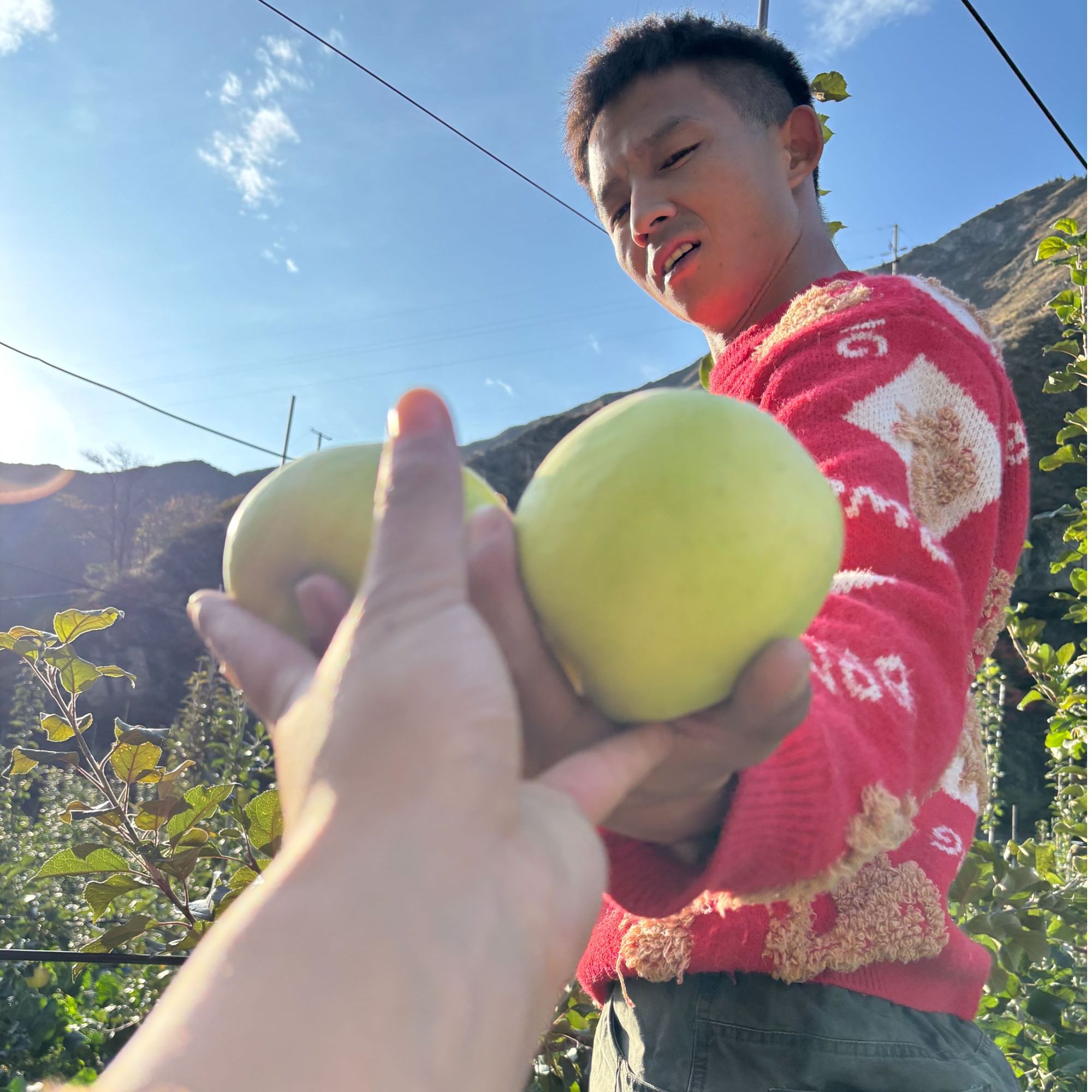 阿坝瑞雪苹果果脆甜多汁10斤装整箱包邮