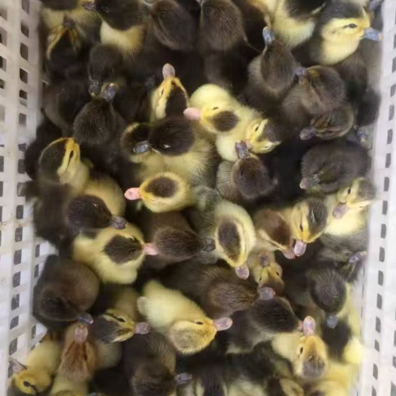 宠物鸭大种番鸭白番鸭黑番鸭科尔鸭宠物鸭