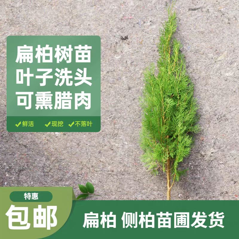张晗侧柏树苗 扁侧柏树 松柏树苗 庭院绿化侧柏叶 柏树绿化苗木